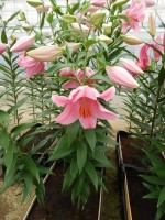 [4228 Mansfield No01.JPG]